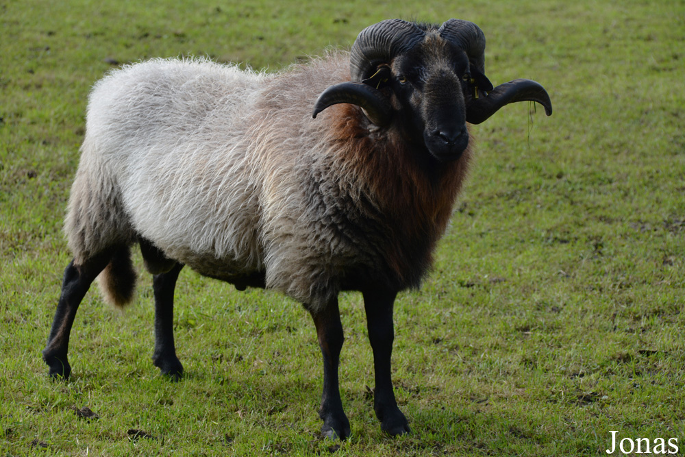 Mouton Drents Heideschaap