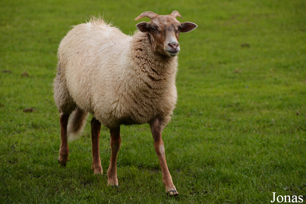 Mouton Drents Heideschaap