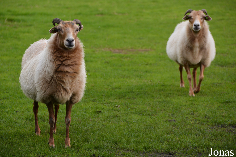 Mouton Drents Heideschaap