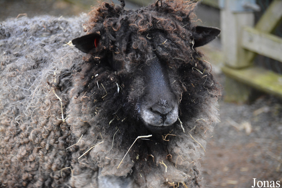 Mouton English Leicester