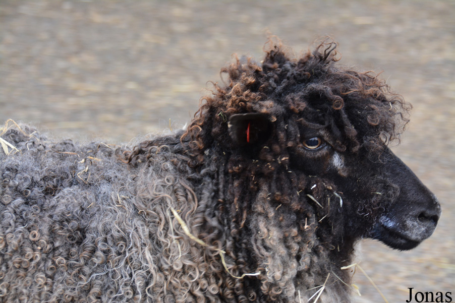 Mouton English Leicester