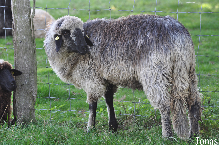 Mouton de la Forêt bavaroise