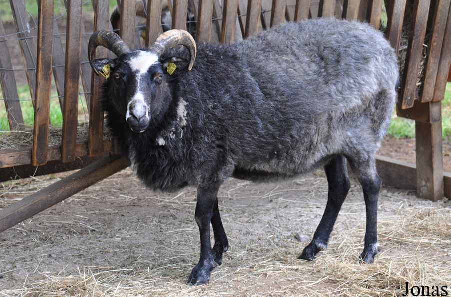 Mouton Gotland