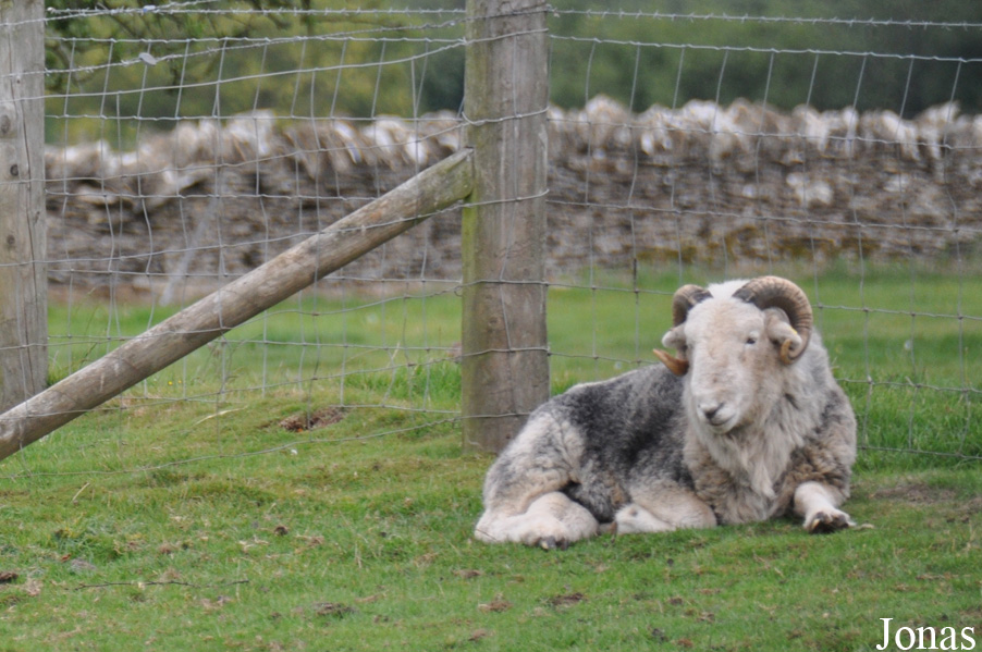 Mouton Herdwick