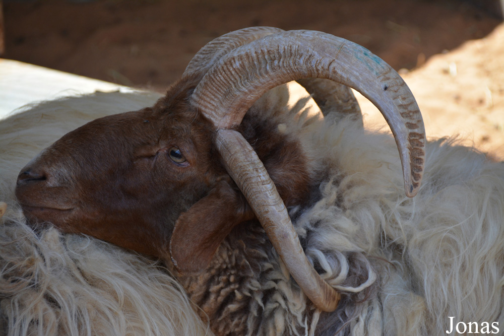 Mouton de Jacob