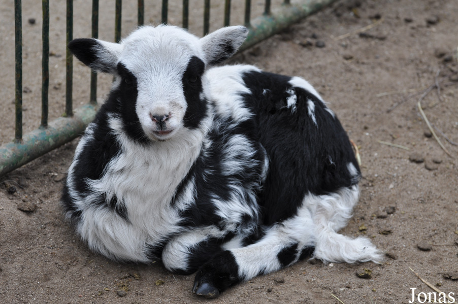 Mouton de Jacob