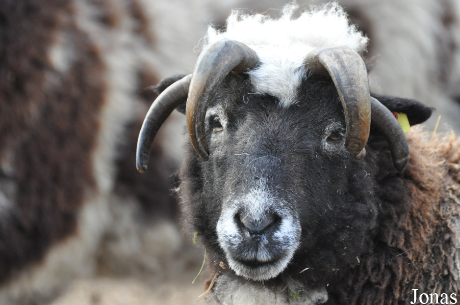 Mouton de Jacob