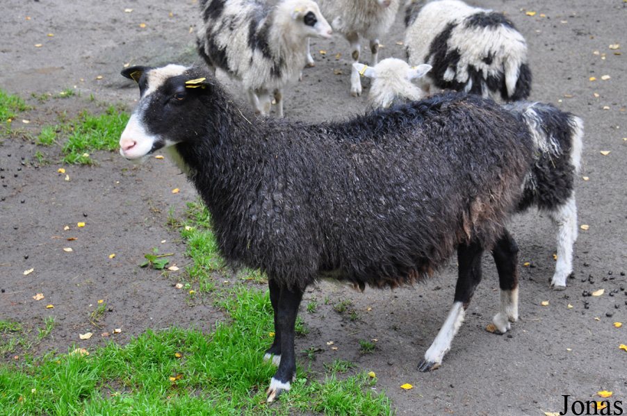 Mouton Klövsjö