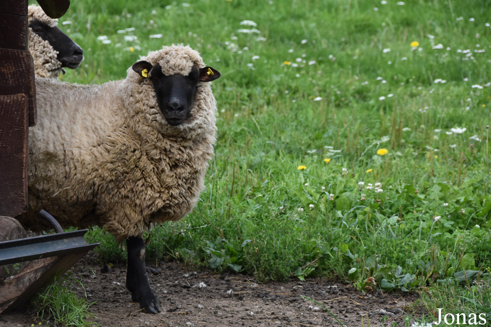Mouton Latvian Black-headed