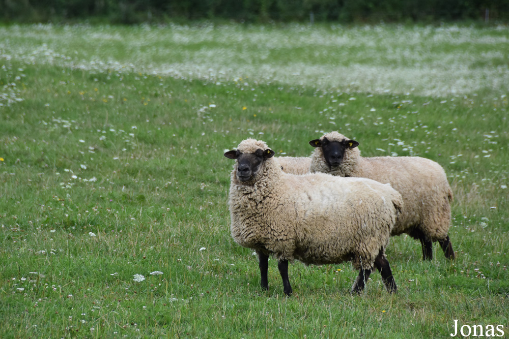 Mouton Latvian Black-headed
