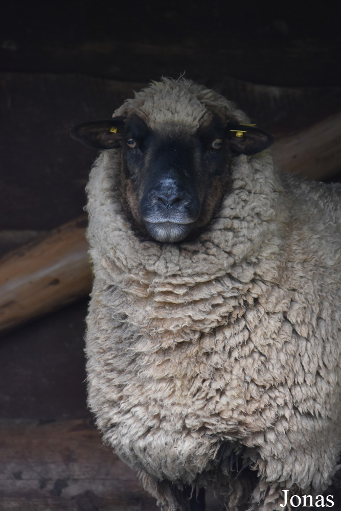 Mouton Latvian Black-headed