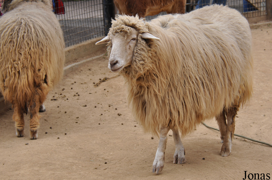 Mouton Navajo-Churro