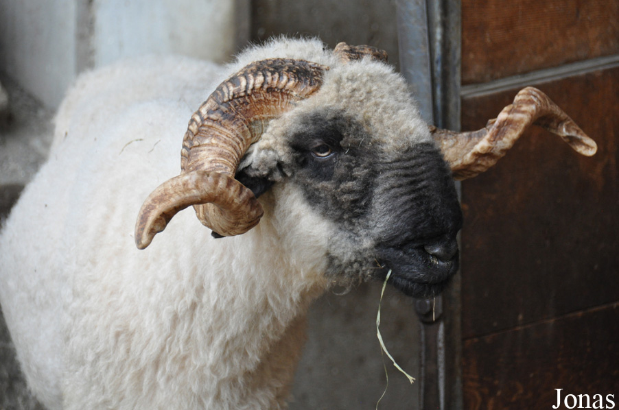 Mouton Nez Noir du Valais