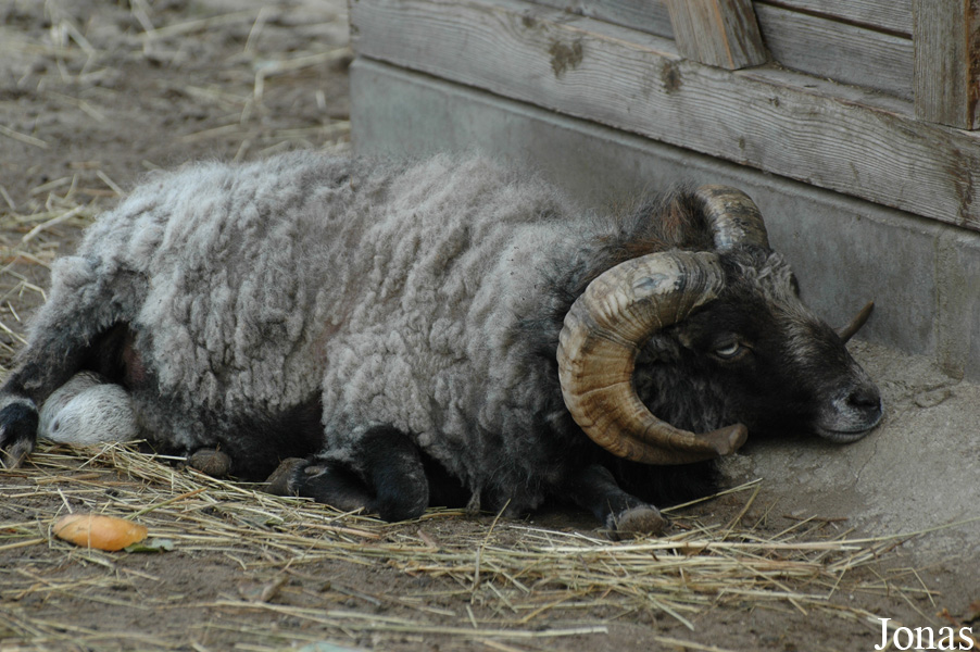 Mouton d'Ouessant