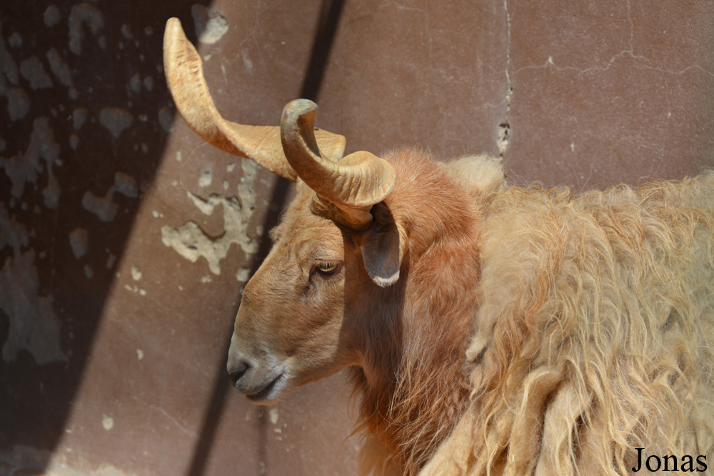 Mouton Racka