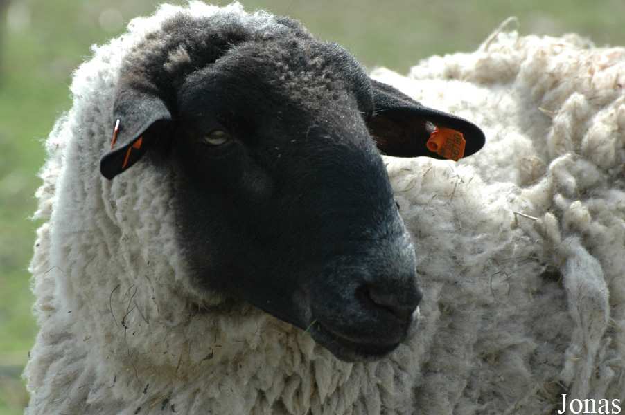 Mouton Romanov