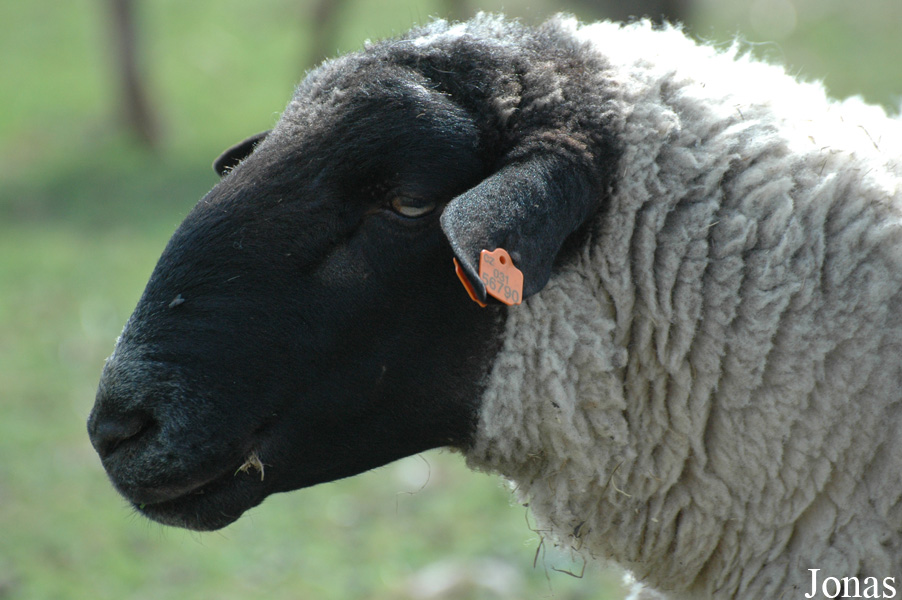 Mouton Romanov