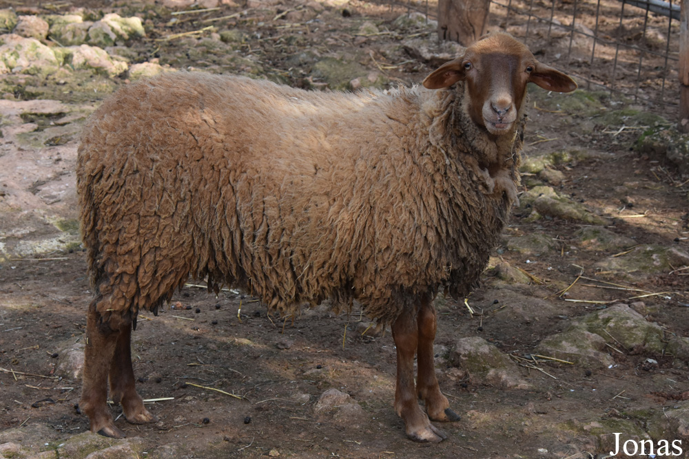 Mouton Rouge de Majorque