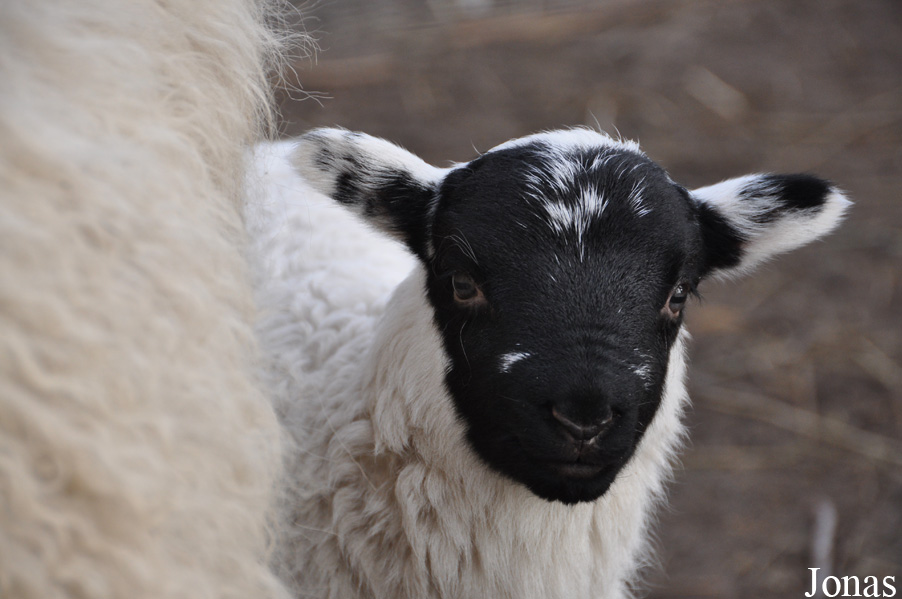 Mouton Scottish Blackface