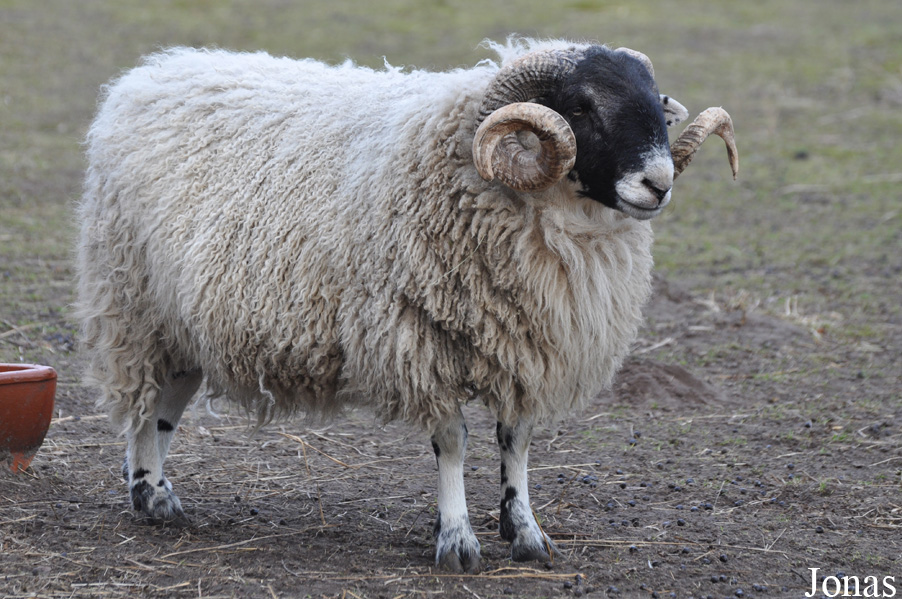 Mouton Scottish Blackface