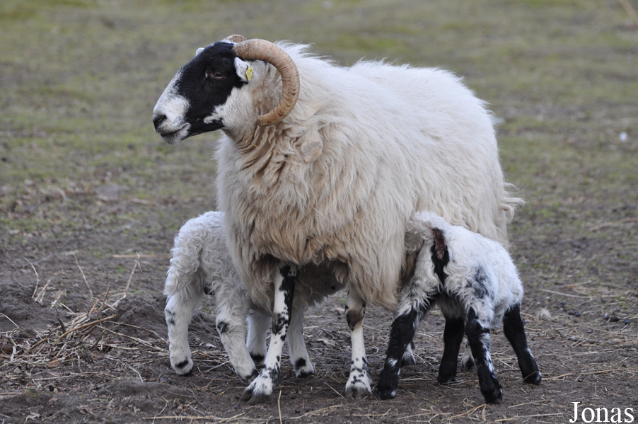 Mouton Scottish Blackface