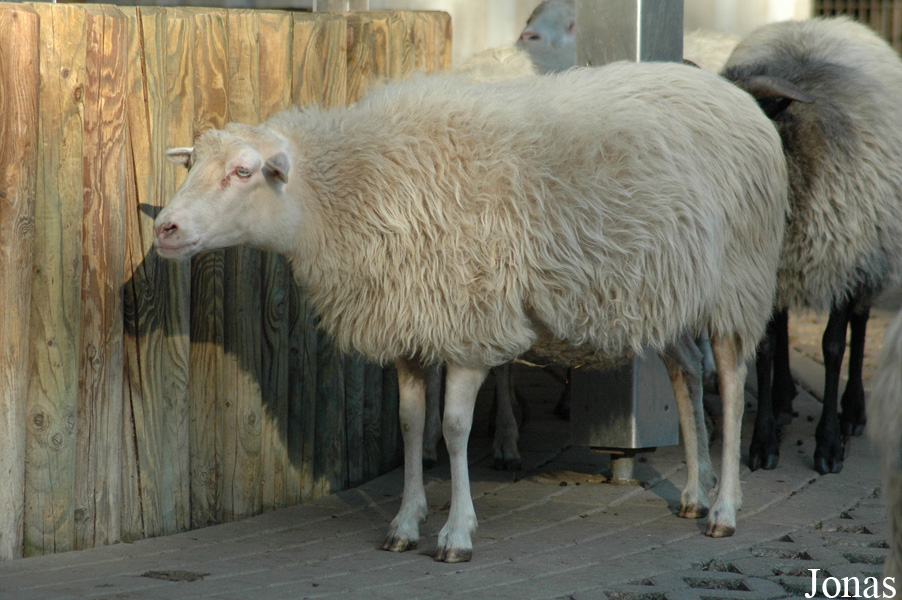 Mouton Skudde