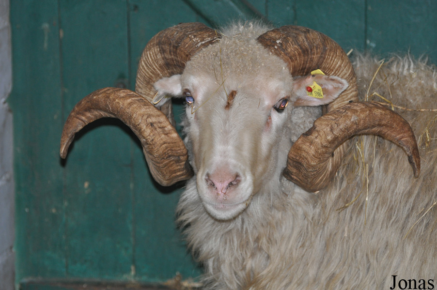 Mouton Skudde