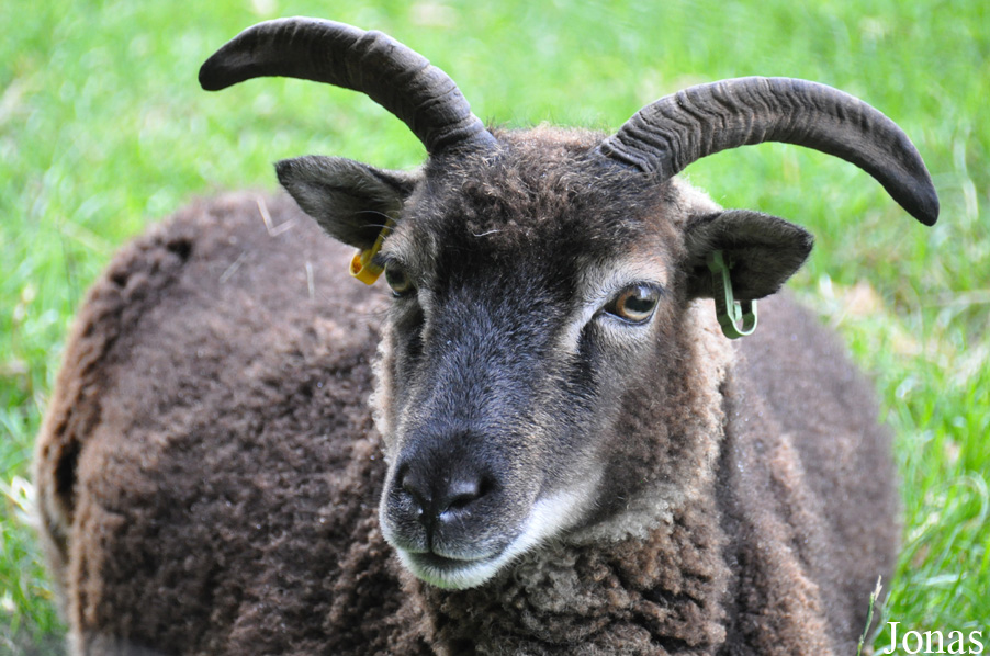 Mouton de Soay