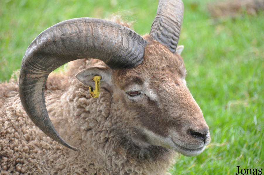 Mouton de Soay