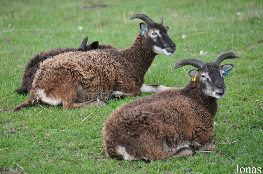 Mouton de Soay