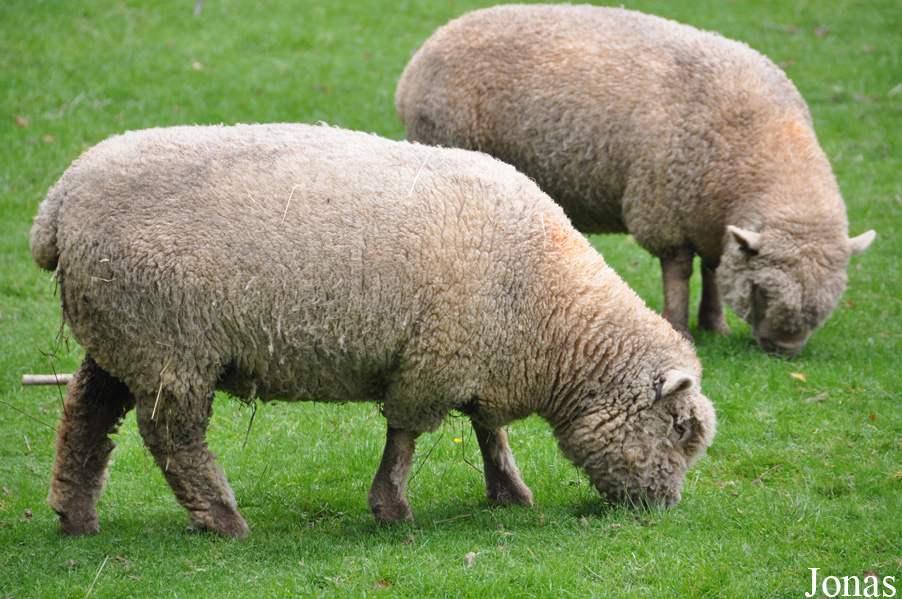 Mouton Southdown Sheep