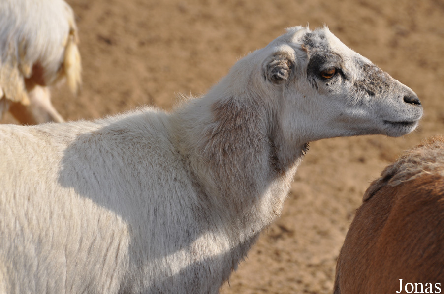 Mouton Tamatm