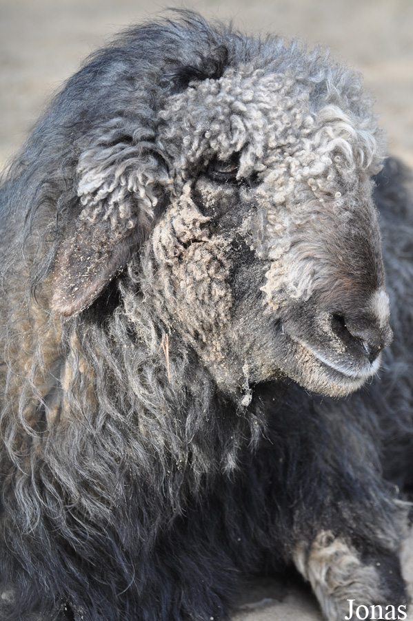 Mouton Tiroler Steinschaf