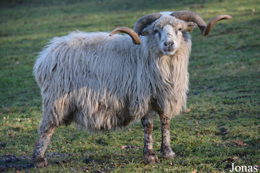 Mouton Walachenschaf