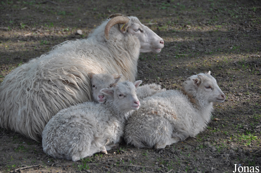 Mouton Weiße gehörnte Heidschnucke