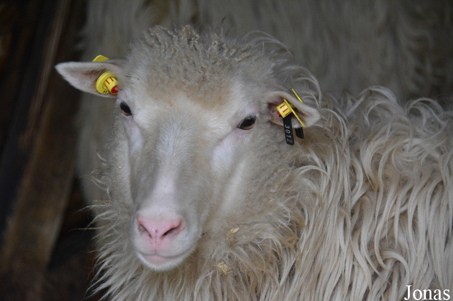Mouton Weiße hornlose Heidschnucke
