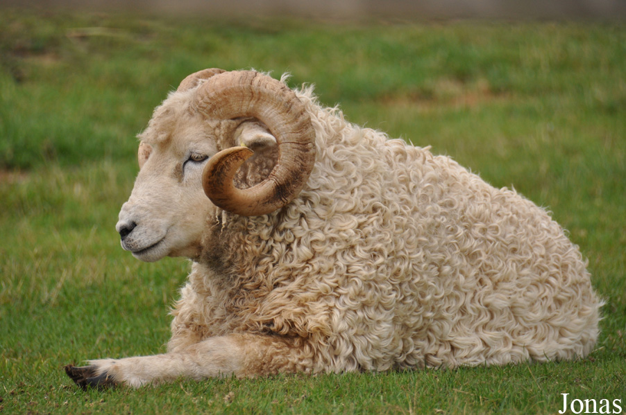 Mouton Whiteface Dartmoor