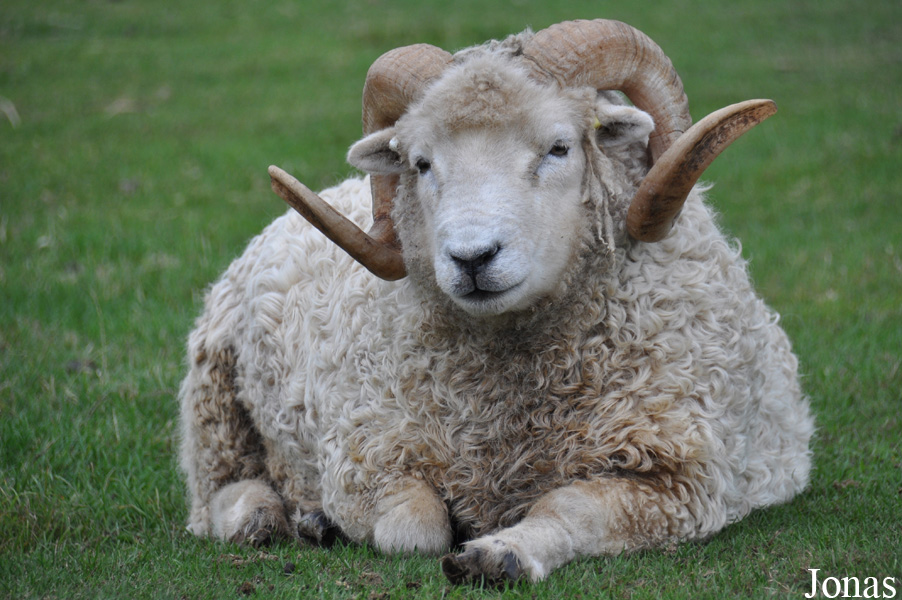 Mouton Whiteface Dartmoor