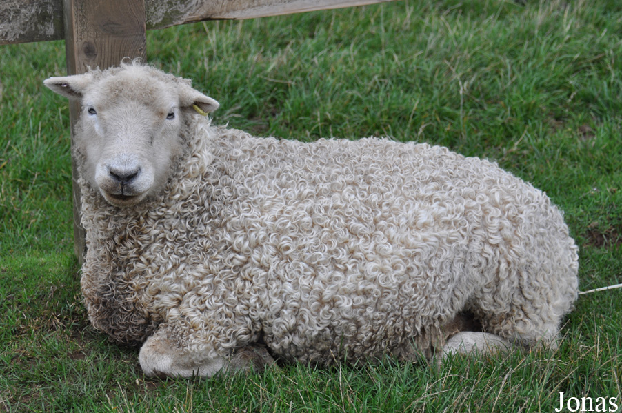 Mouton Whiteface Dartmoor