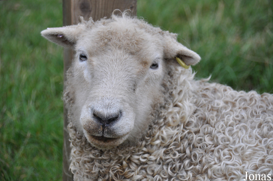 Mouton Whiteface Dartmoor