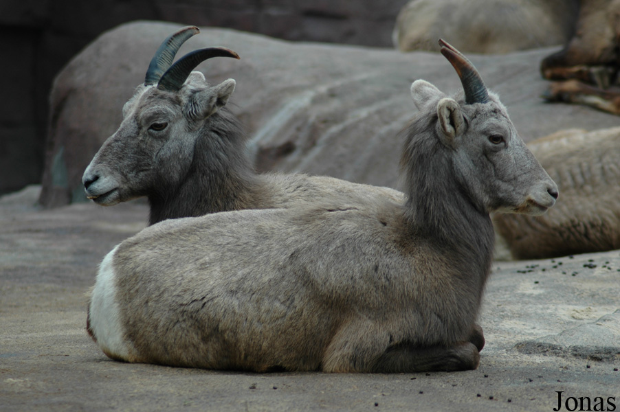 Ovis canadensis nelsoni