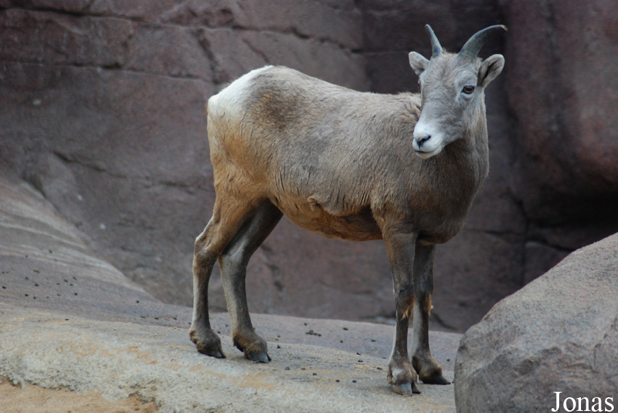 Ovis canadensis nelsoni