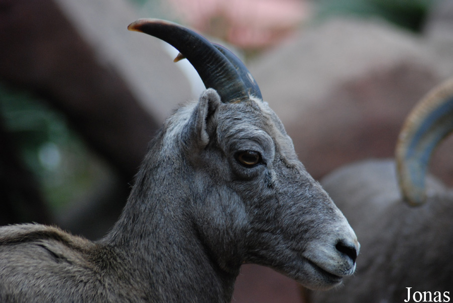 Ovis canadensis nelsoni