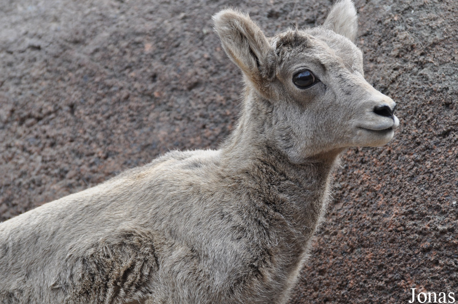 Ovis canadensis nelsoni