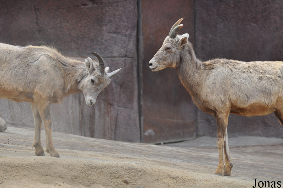 Ovis canadensis nelsoni