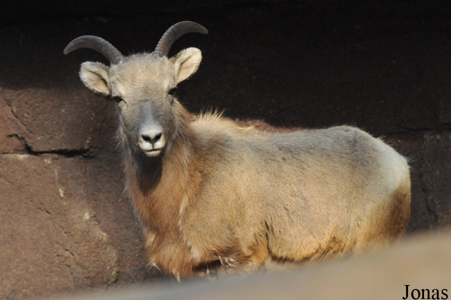Ovis canadensis nelsoni