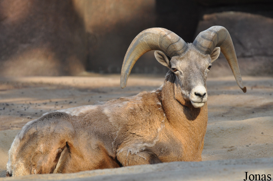 Ovis canadensis nelsoni
