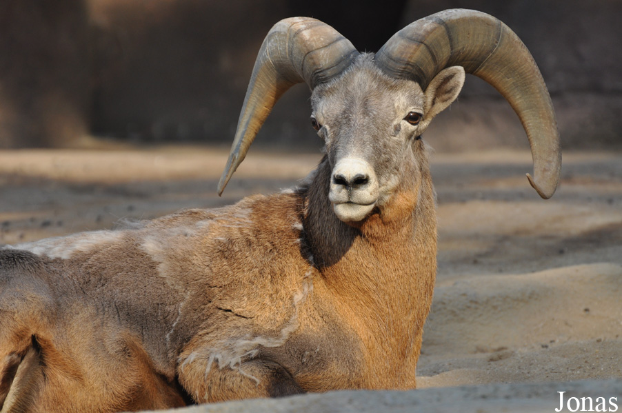 Ovis canadensis nelsoni