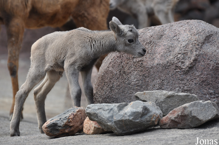 Ovis canadensis nelsoni