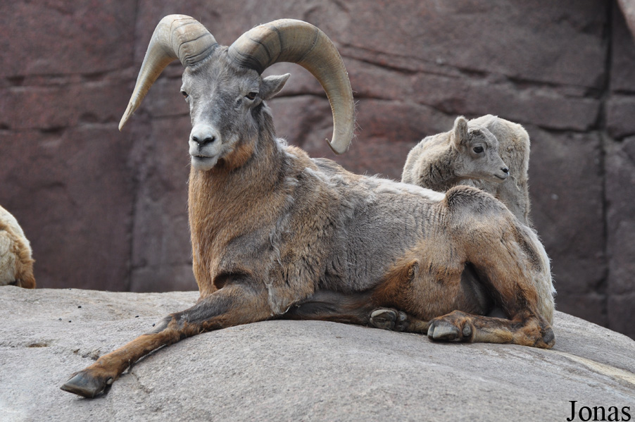 Ovis canadensis nelsoni